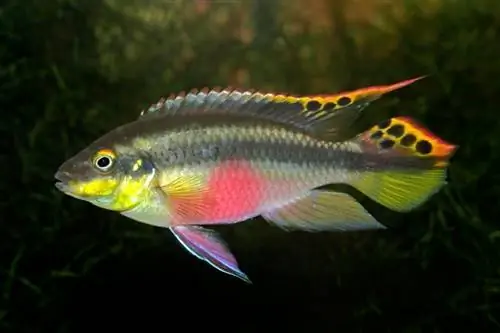 Kribensis Cichlids üçün 6 Böyük Tank Yoldaşları (Uyğunluq Bələdçisi 2023)