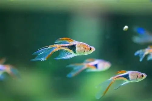 harlekýn-rasbora_Andrej-Jakubik_shutterstock