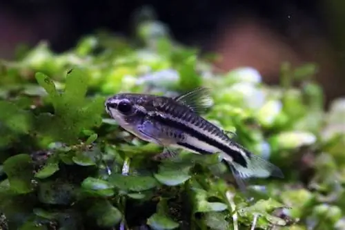 pigmeu corydoras