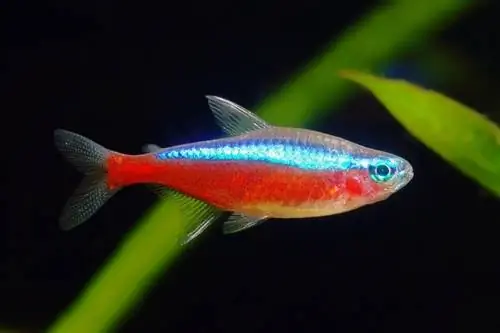 Peixe tetra neon vermelho