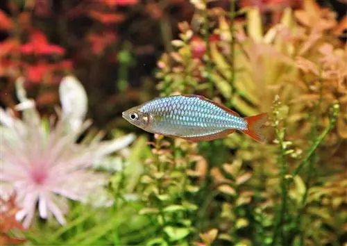 ኒዮን ድዋርፍ Rainbowfish