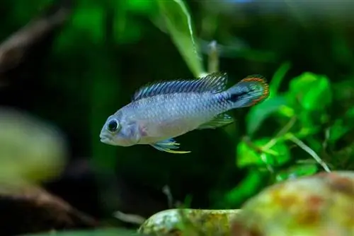 7 Tank Mates For Apistogramma Dwarf Cichlids (Udhëzues përputhshmërie 2023)