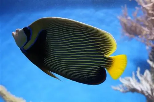 Kaisar Angelfish