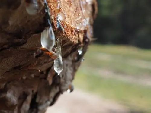 Comment éliminer la sève des arbres des poils de chien (8 étapes faciles)