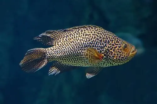 jaguārs cichlids