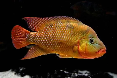 Red terror cichlid