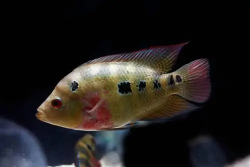 üç benekli cichlid