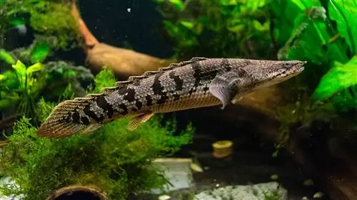 bichir a tartályban