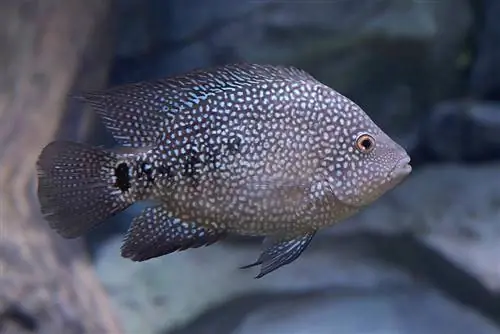 تكساس cichlid