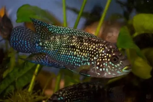 jack dempsey cichlide in aquarium