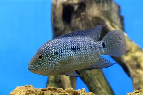 5 เพื่อนร่วมถังที่ยอดเยี่ยมสำหรับ Texas Cichlids (คู่มือความเข้ากันได้ 2023)