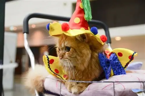 Cute Cat na nakasuot ng clown sa PET Expo