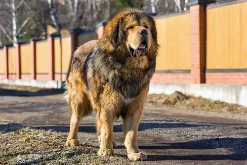 câine mastiff tibetan în picioare în aer liber