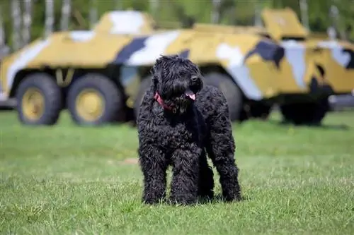 en svart rysk terrier som står på gräs