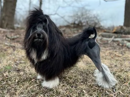 löwchen hund står på flodstranden