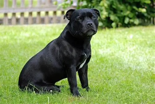 Staffordshire Bull Terrier hund sitter på gräs