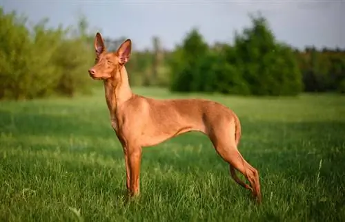 Pharaoh Hound stând în pajiște