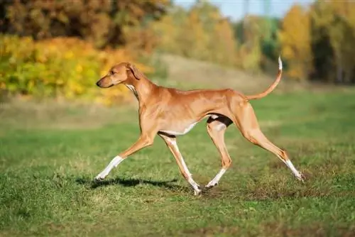 Azawakh hund som går på ängen