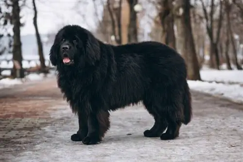 câine newfoundland stând în aer liber