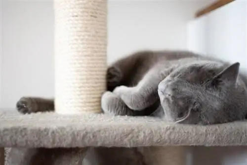 gato gris durmiendo en un árbol de gatos con un poste para rascarse