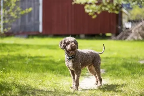 Güneşli bir günde bahçede duran Lagotto Romagnolo köpeği