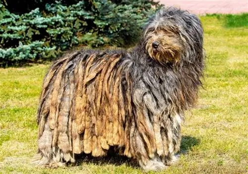 Người chăn cừu Bergamasco đứng trên cánh đồng