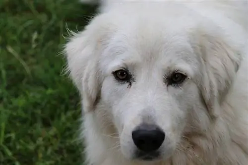 Maremmano-Abruzzese Çoban Köpeği