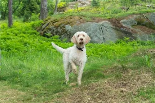 spinone con chó italiano ngoài trời