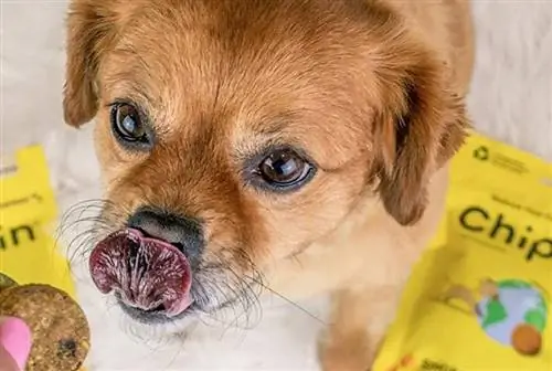 anak anjing yang sedang makan Chippin Smoked BBQ Pumpkin & Cricket Dog Treat