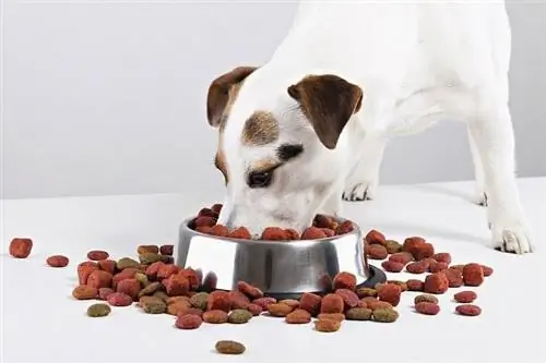 Comida de cachorro pode causar convulsões? É comum?