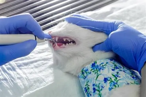 il dentista dell'animale domestico pulisce i denti del gatto in una clinica veterinaria