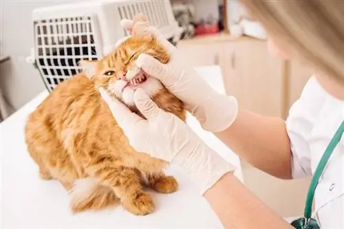 veterinario che controlla i denti del gatto