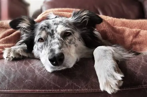 'n border collie-hond wat siek lyk, bedek met kombers op die rusbank