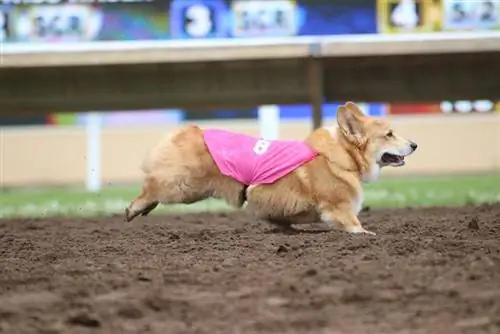 Cosa sono le corse dei Corgi? Sono etici?