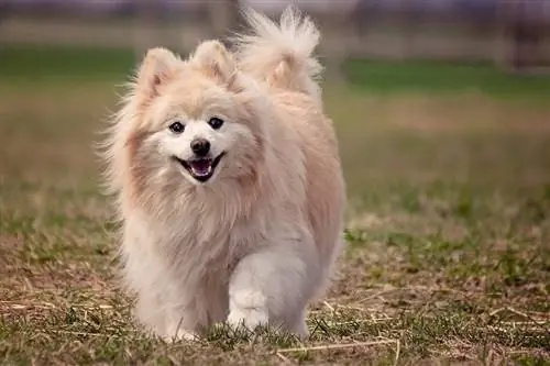 pomeranian glimlacht tijdens het lopen