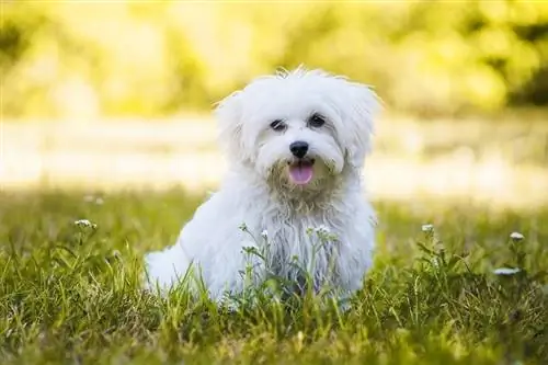 M altese hond die in het gras speelt