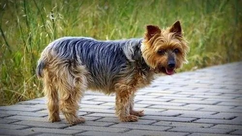 Yorkshire Terrier står på fortauet