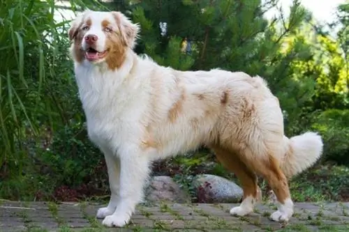 Red Merle Australian Shepherd