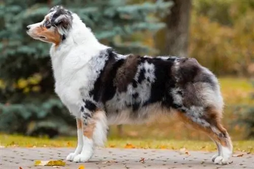 Blue Merle Australian Shepherd