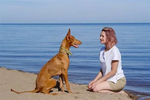 anjing greyhound dengan pemilik wanita di luar rumah