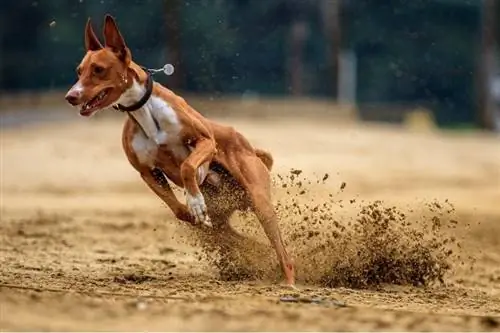 anjing greyhound coklat berlari