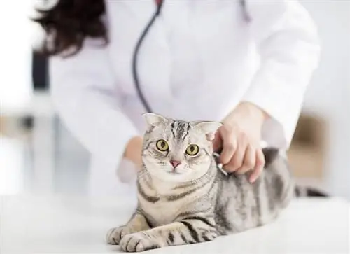 uma veterinária com gato