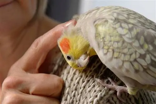 Pearl Cockatiel a tulajdonos vállán