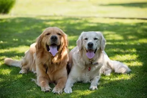 Golden Retriever köpekleri çimenlerin üzerinde