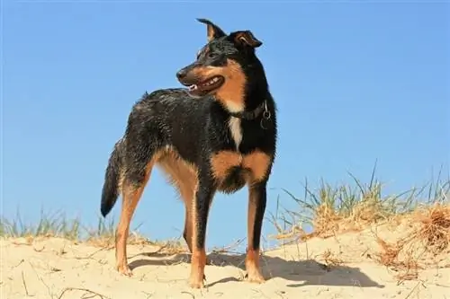 Mbwa wa Australia Kelpie ufukweni