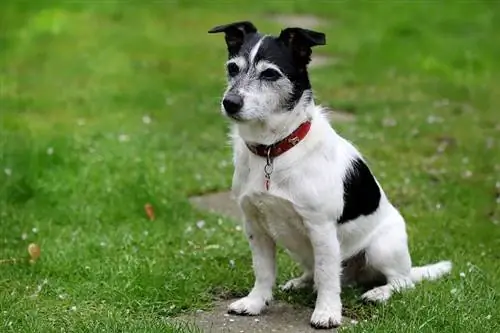 Çimlerin üzerinde oturan Jack Russell Terrier