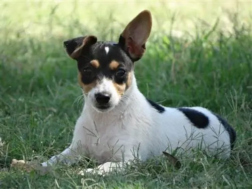 miniature mbweha terrier kwenye nyasi