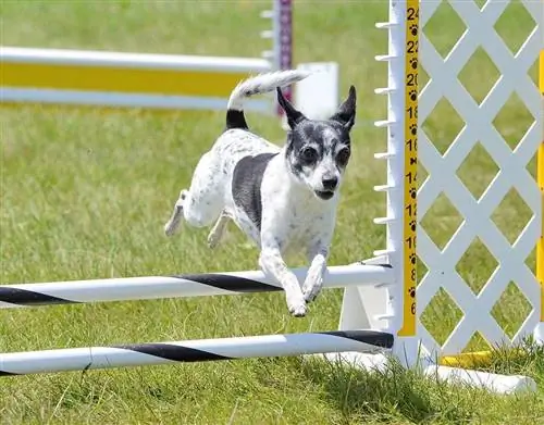 Sıçan Terrier atlama