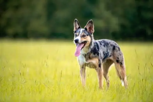 Koolie hond wat op die gras staan