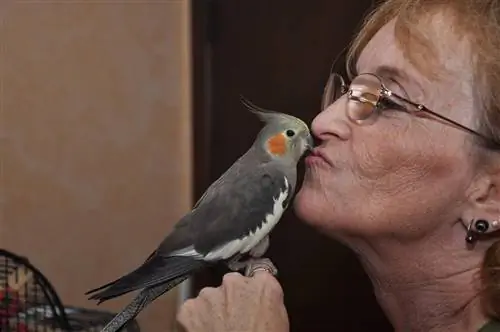 Dame, der kysser en Cockatiel